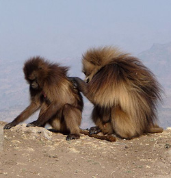 Gelada Baboons in Simien Mountains