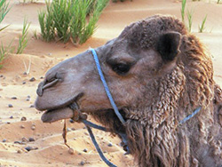 Camel