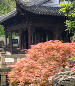 Garden of Peace