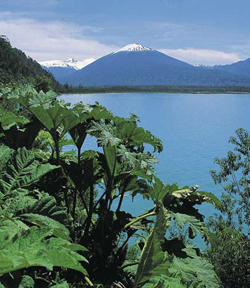 Chiliean Lake