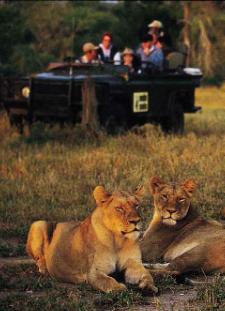 A safari is what fills the mind of first-time Africa visitors.
