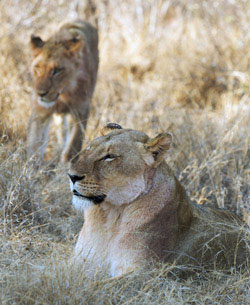 African Lionesses