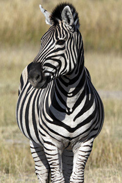 Zebra