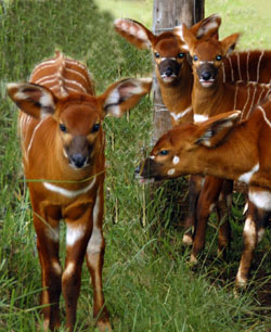 Bongo Babies