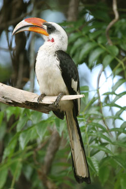 Von der Decken's Hornbill