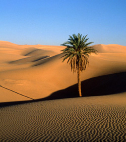 Sahara Desert