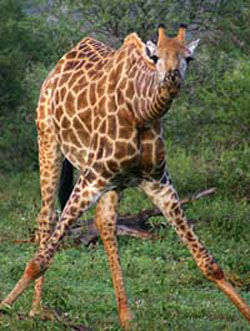 Giraffe