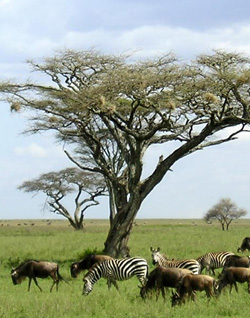 Tanzania Serengeti Acacia