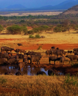 Serengeti National Park