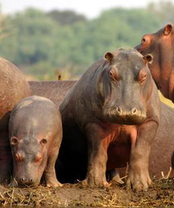 Zambia Hippos