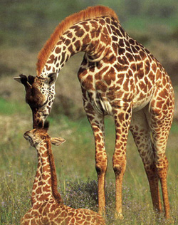 Giraffe