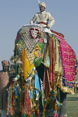 Elephant in India