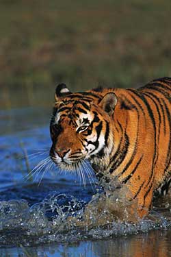 Bengal Tiger