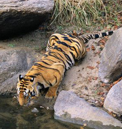 Kanha Tiger Reserve