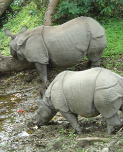 One Horn Rhino in Chitwan National Park