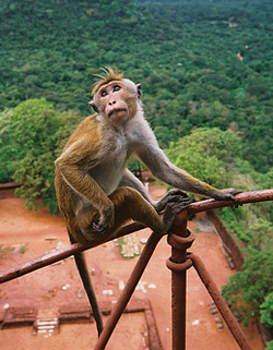 Monkey at Sigirya