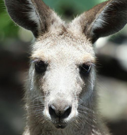 Grey Kangaroo