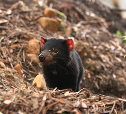Tasmania Devil