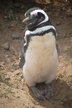 Patagonian Penguin