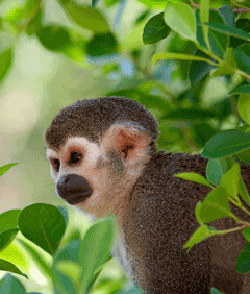 Peruvian Monkey